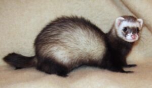 A Comprehensive Guide to Buying Ferrets in Florida