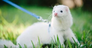 white ferret for sale