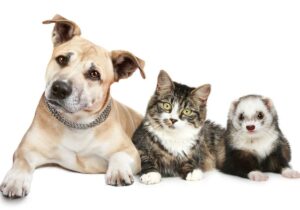 Comprehensive Guide to Ferret, Dog, and Cat Care